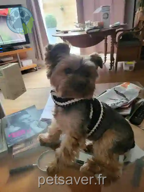 Chienne Perdue 92 Hauts-de-Seine - Chanel Chienne Perdue 92 Hauts-de-Seine - Chanel