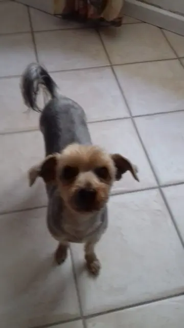 chienne lost   92000 Nanterre Gaya