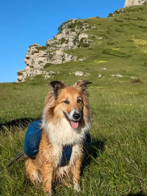 chienne lost   92310 Sèvres Kaya