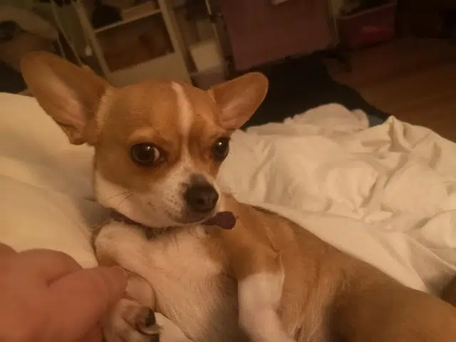 dog lost   92600 Asnières-sur-Seine Nikita