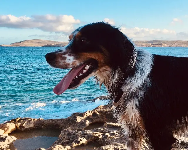 chienne lost   92500 Rueil-Malmaison Ola