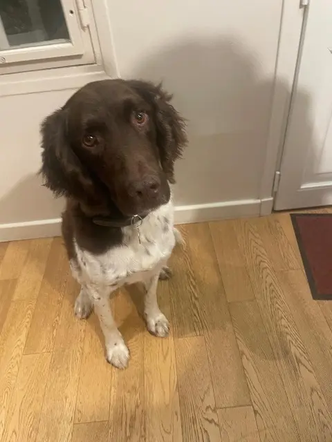 chienne lost   92420 Vaucresson Olfie