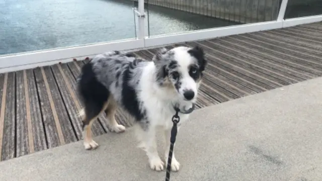 chienne lost   92800 Puteaux Smile