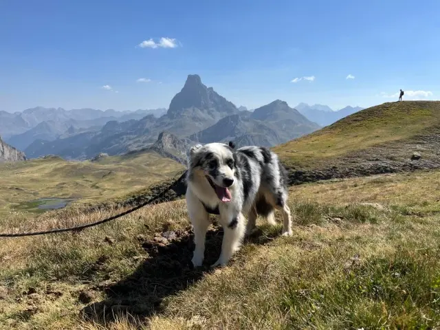 chienne lost   92800 Puteaux Smile