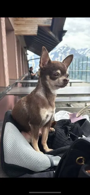 chienne lost   92100 布洛涅-比扬古 Ollie