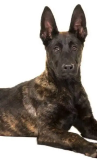 chienne lost   93270 Sevran Belle