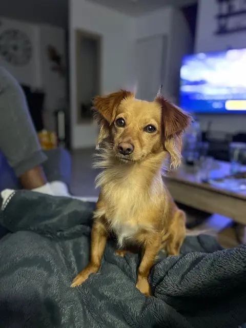 chienne lost   93290 Tremblay-en-France Cookie