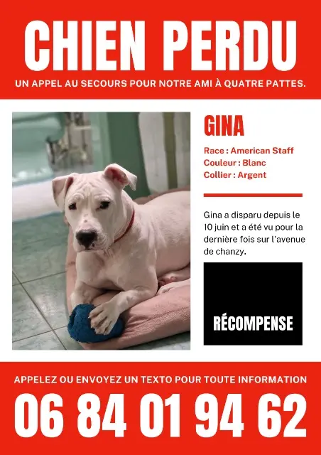 chienne lost   93320 Les Pavillons-sous-Bois Gina
