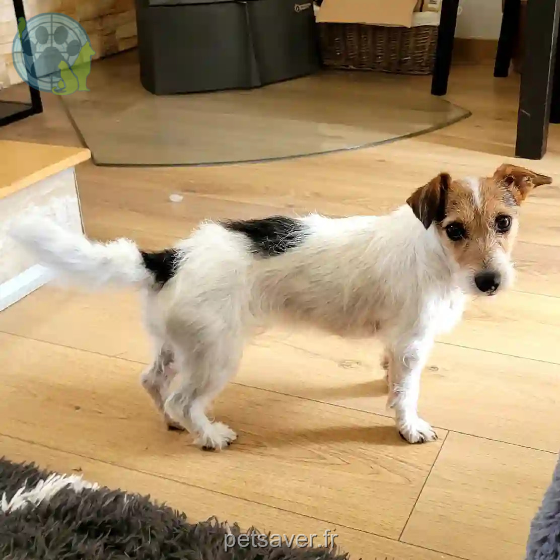 Chienne Perdue 93 Seine-Saint-Denis - Glitch Chienne Perdue 93 Seine-Saint-Denis - Glitch