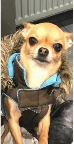 chienne lost   93400 Saint-Ouen-sur-Seine Julia