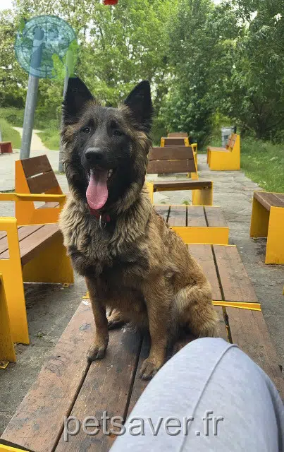 perra perdida 93120 La Courneuve Laika perra lost 93120 La Courneuve Laika