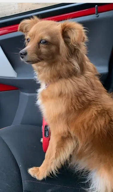 chienne lost   93600 Aulnay-sous-Bois Lili
