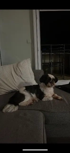 chienne lost   93240 Stains Luna