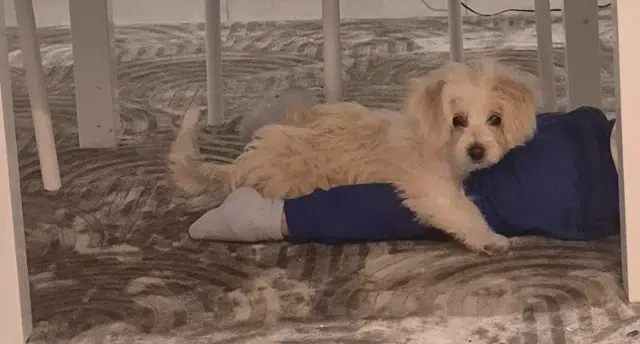 chienne lost   93270 Sevran Maia