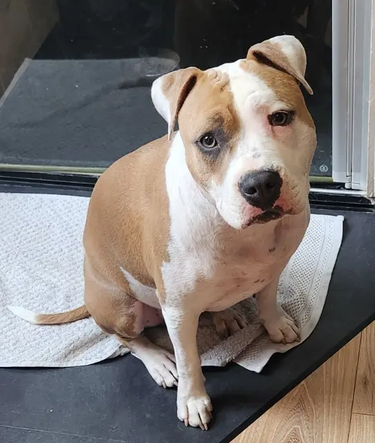 chienne lost   93250 Villemomble Moon