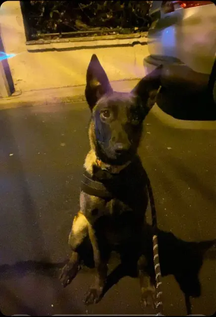 chienne lost   93220 Gagny Nala