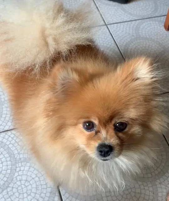 dog lost   93110 Rosny-sous-Bois Peach