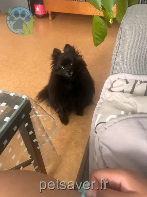 teef vermist 93390 Clichy-sous-Bois Pénélope teef lost 93390 Clichy-sous-Bois Pénélope