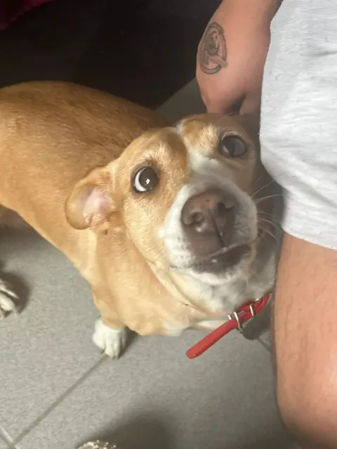 chienne lost   93190 Livry-Gargan Safíra