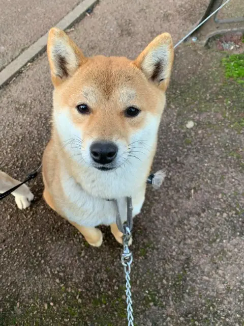 chienne lost   93600 Aulnay-sous-Bois VERA