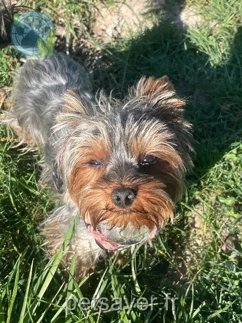 chienne lost   93700 Drancy Vestale