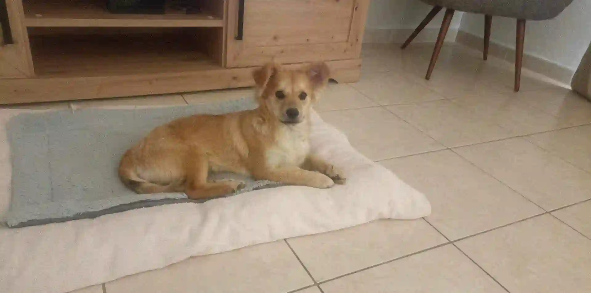 Chienne Perdue 94 Val-de-Marne - Caline Chienne Perdue 94 Val-de-Marne - Caline