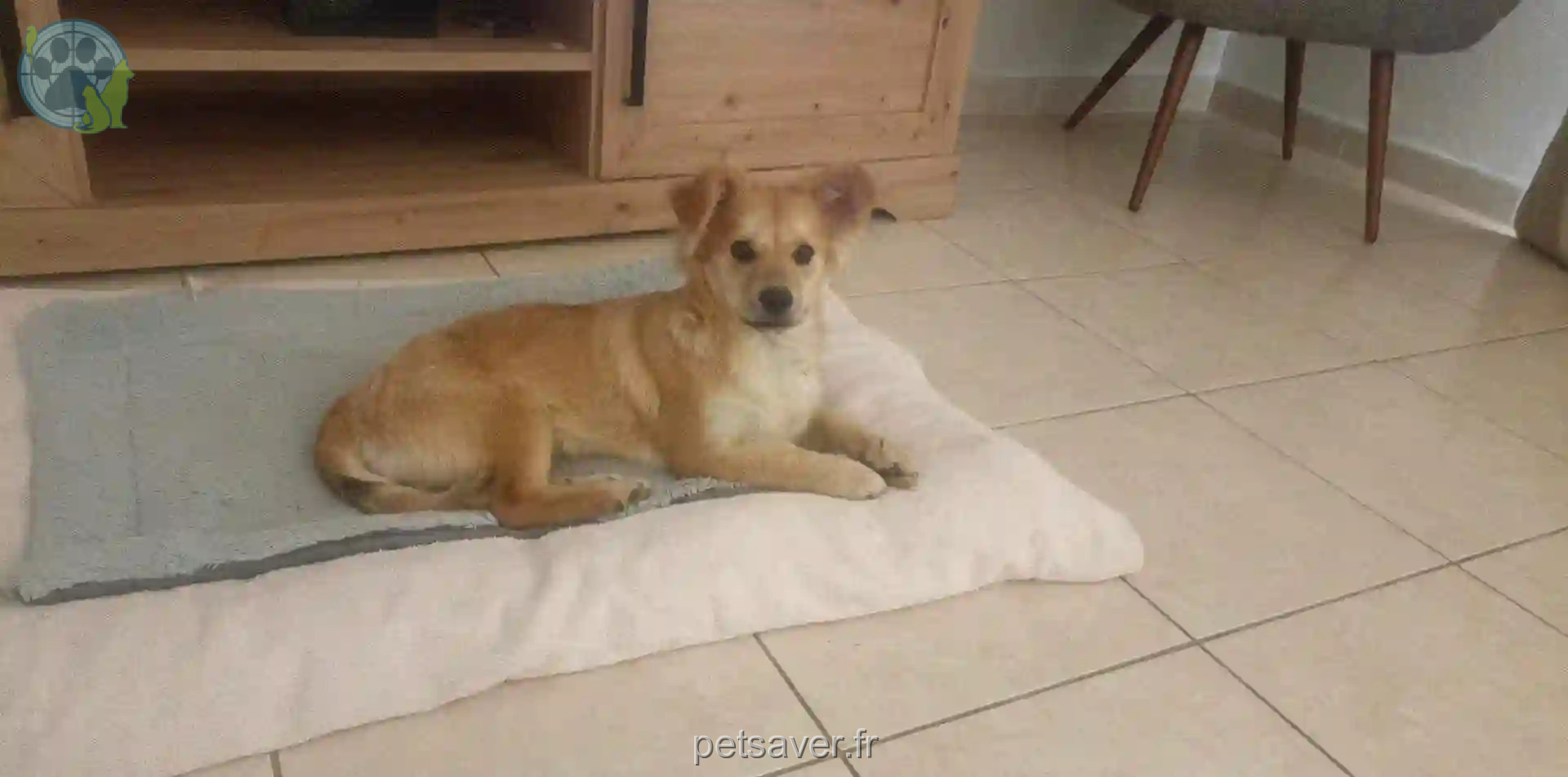Chienne Perdue 94 Val-de-Marne - Caline Chienne Perdue 94 Val-de-Marne - Caline