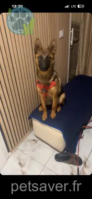 chienne lost   94310 Orly Djama