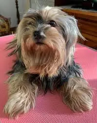 chienne lost   94470 Boissy-Saint-Léger Fluffie dite Fifi