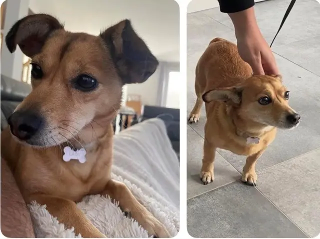 chienne lost   94110 Arcueil Lady