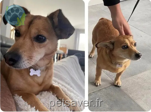 chienne perdue 94110 Arcueil Lady chienne lost 94110 Arcueil Lady