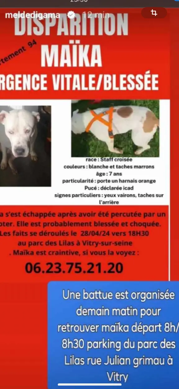 Chienne Perdue 94 Val-de-Marne - Maika Chienne Perdue 94 Val-de-Marne - Maika