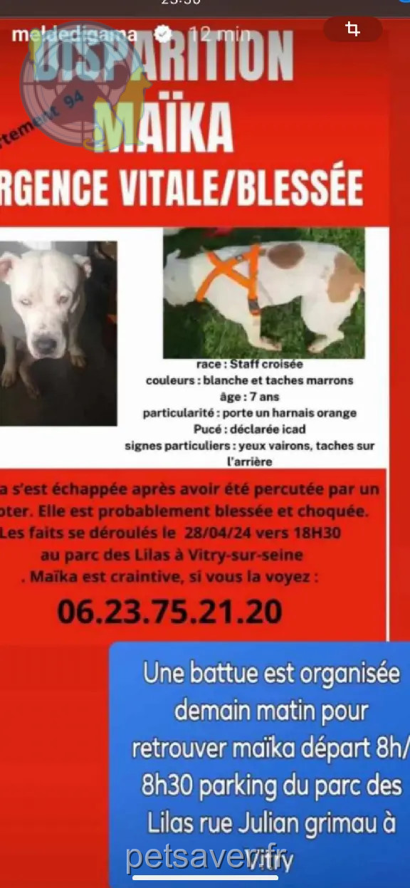 Chienne Perdue 94 Val-de-Marne - Maika Chienne Perdue 94 Val-de-Marne - Maika