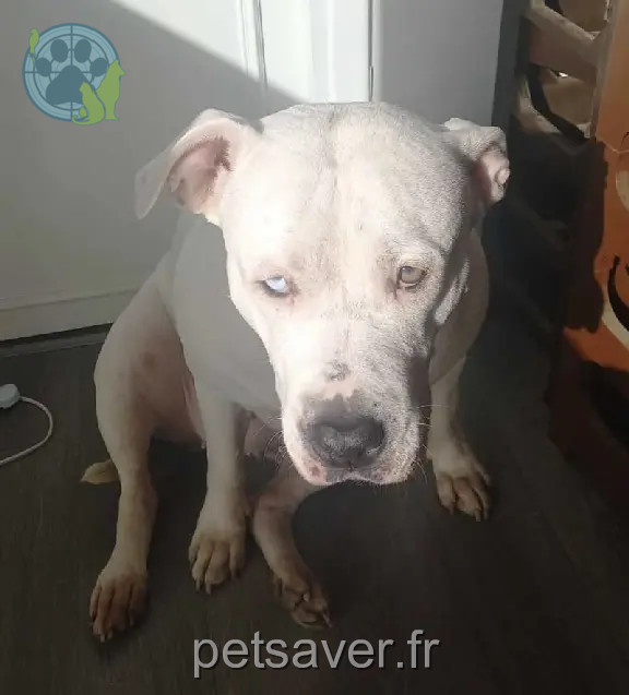 Chienne Perdue 94 Val-de-Marne - Maïka Chienne Perdue 94 Val-de-Marne - Maïka