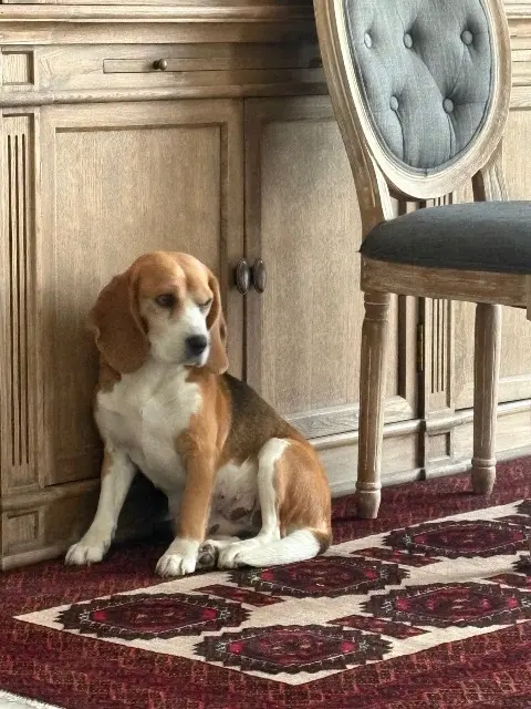 chienne lost   94000 Créteil Reine