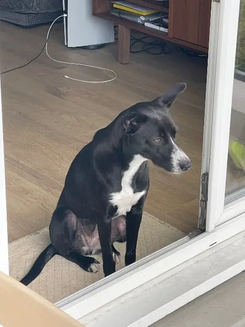 chienne lost   94220 Charenton-le-Pont Sena