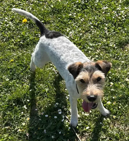 chienne lost   94270 Le Kremlin-Bicêtre UPI