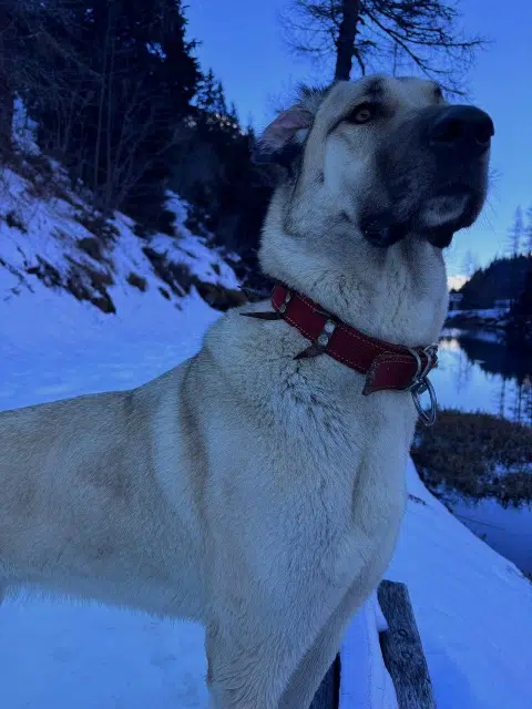 chienne lost   95360 Montmagny Baki