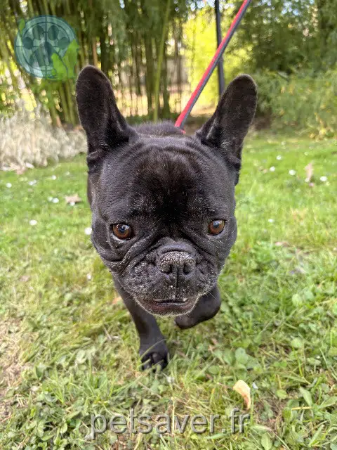 chienne lost   95660 Champagne-sur-Oise Inconnu