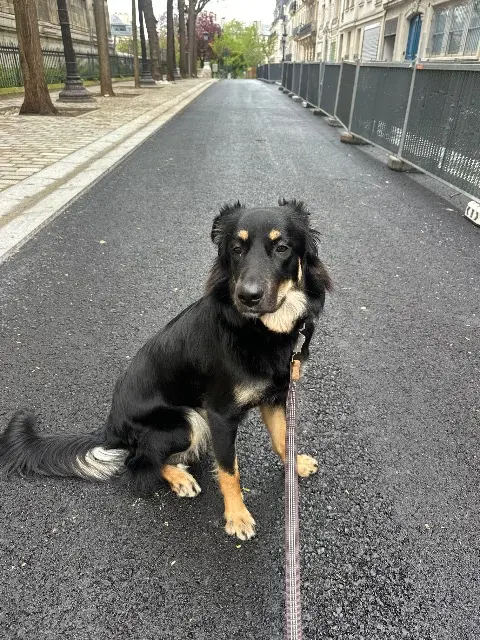 chienne lost   95570 Bouffémont Mirza