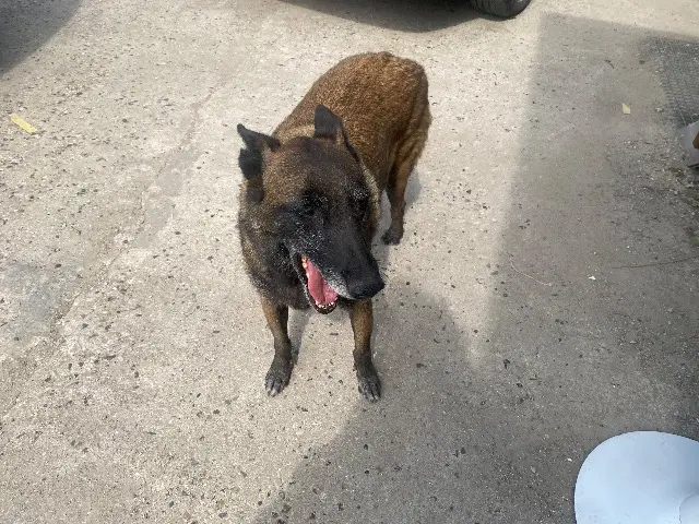 chienne lost   95190 Fontenay-en-Parisis Nallah