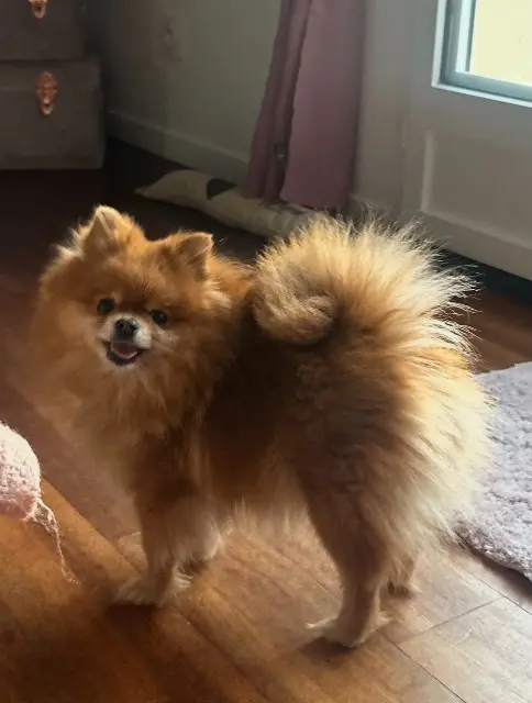 chienne lost   95500 Gonesse Penny