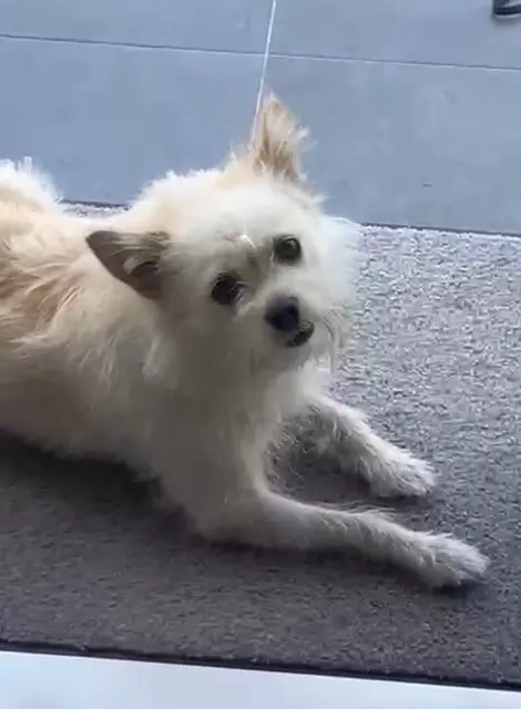 chienne lost   95130 Le Plessis-Bouchard Pouf