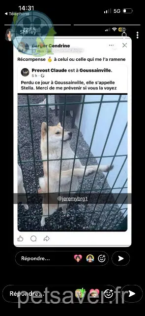 cagna lost   95190 Goussainville Stella