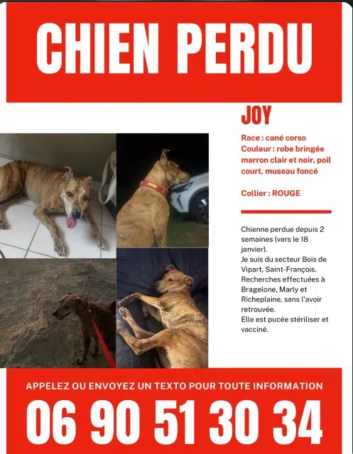 chienne lost   97122 Baie-Mahault Joy