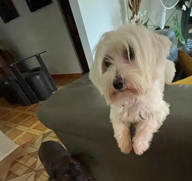 chienne lost   97190 Le Gosier Tisha