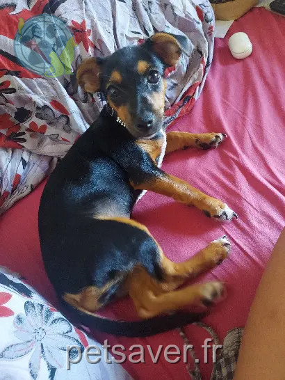 Chienne Perdue Chienne Perdue