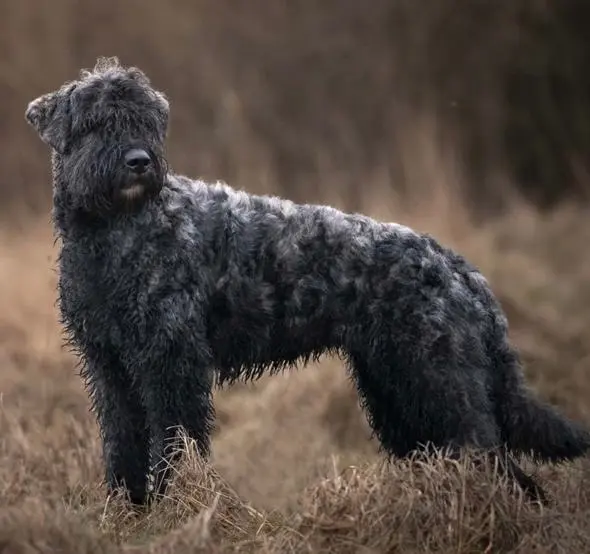 Chienne Perdue Chienne Perdue