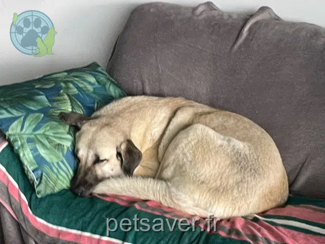 chienne lost 97224 Ducos Radia