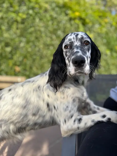 chienne lost     Aïkie